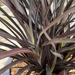 Phormium tenax ‘Back in Black