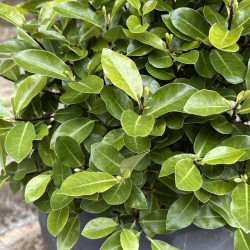 Pittosporum tenuifolium ‘Golf Ball’