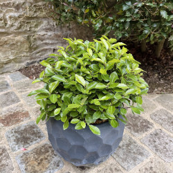 Pittosporum tenuifolium ‘Golf Ball’