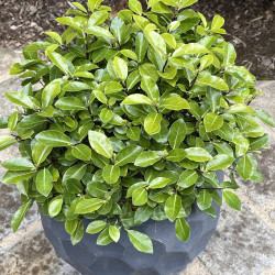 Pittosporum tenuifolium ‘Golf Ball’