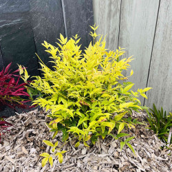 Nandina domestica ‘Lemon Lime’ Magical