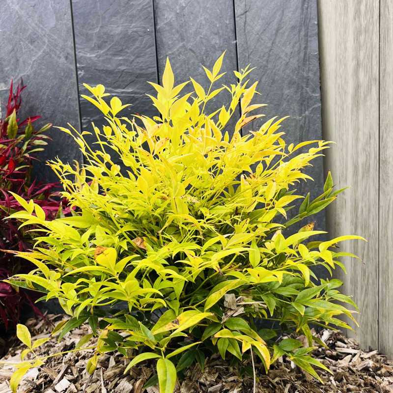 Nandina domestica ‘Lemon Lime’ Magical