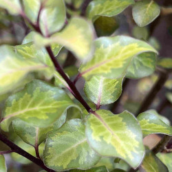 Pittosporum tenuifolium ‘Donovan Gold‘