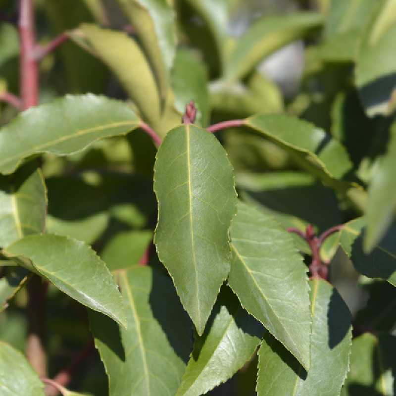 Prunus lusitanica ‘Brenelia’ - Laurier du Portugal