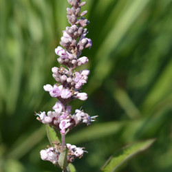 Vitex agnus castus Pink Pinnacle