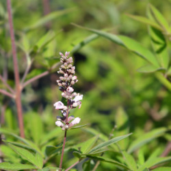 Vitex agnus castus Pink Pinnacle