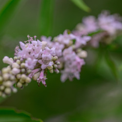 Vitex agnus castus Pink Pinnacle