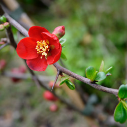 Chaenomeles superba ‘Ernst Finken‘ - Cognassier du Japon