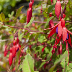 Fuchsia magellanica ‘Riccartonii’