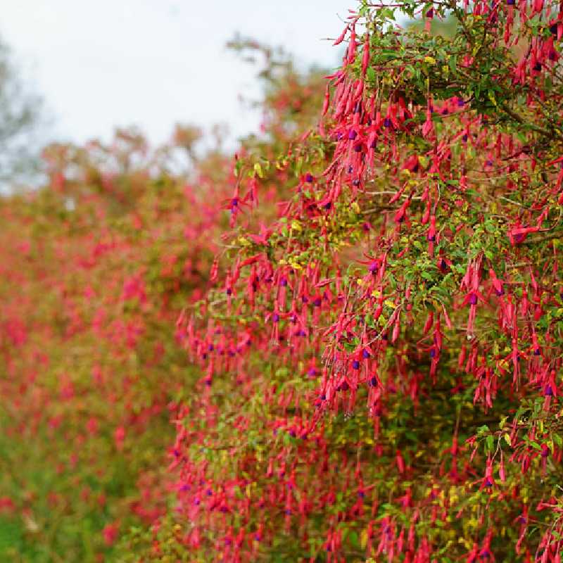 Fuchsia magellanica ‘Riccartonii’