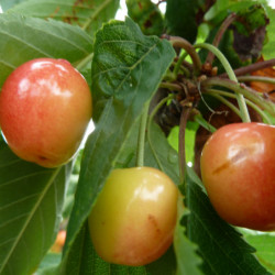 Prunus avium ‘Coeur de Pigeon’