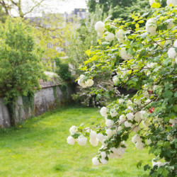 Viburnum opulus ‘Roseum’