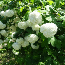 Viburnum opulus ‘Roseum’