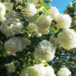 Viburnum opulus ‘Roseum’