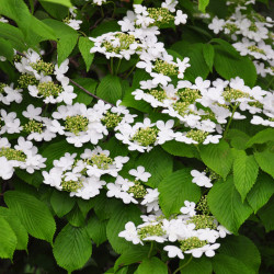 Viburnum plicatum ‘Lanarth’