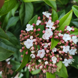 Viburnum tinus ‘Quimper’