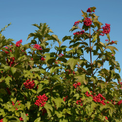 Viburnum opulus ‘Compactum’