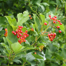 Viburnum opulus ‘Compactum’