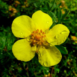 Potentilla fruticosa ‘Elizabeth’