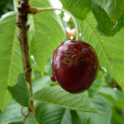 Prunus avium ‘Lapins’