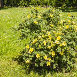 Potentilla fruticosa ‘Elizabeth’