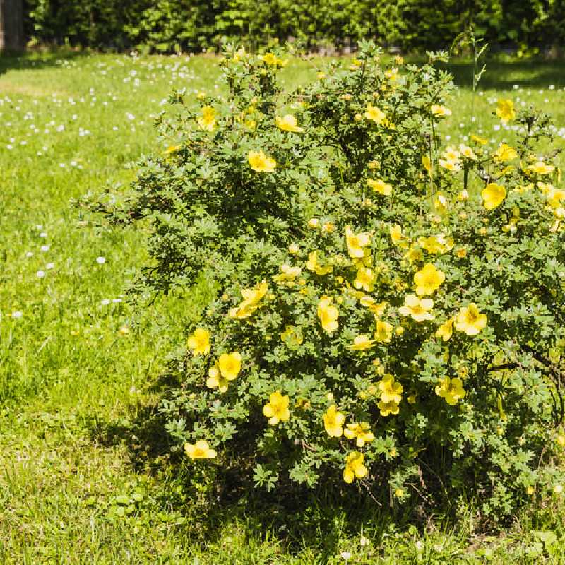 Potentilla fruticosa ‘Elizabeth’