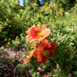 Potentilla fruticosa ‘Red Joker’