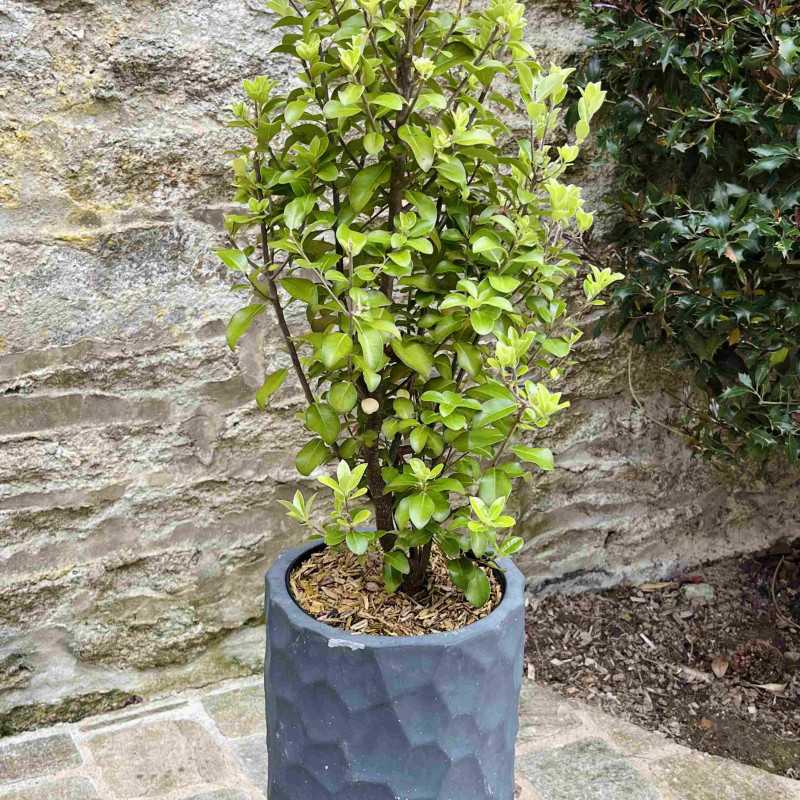 Pittosporum tenuifolium Irish Luck