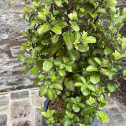 Pittosporum tenuifolium Irish Luck