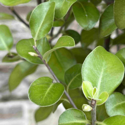 Pittosporum tenuifolium Irish Luck