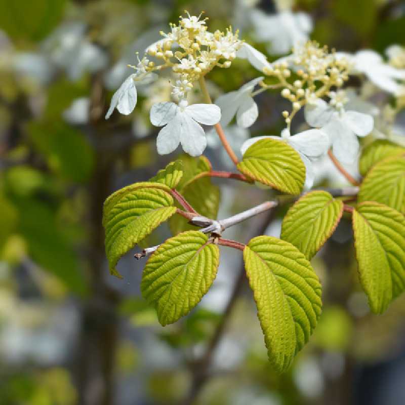 Viburnum plicatum ‘Kilimandjaro Sunrise‘ ® - ‘JWW5’ - Viorne de Chine