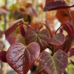 Cercis canadensis Ades of Shades