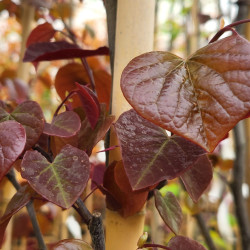 Cercis canadensis Ades of Shades