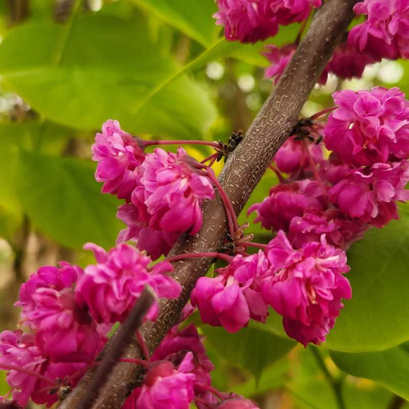 Cercis canadensis ‘Pink Pom pom's