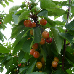 Prunus avium ‘Napoléon’