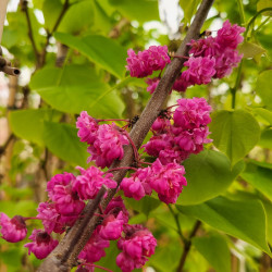 Cercis canadensis ‘Pink Pom pom's