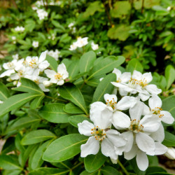 Choisya ternata ‘Greenfingers‘