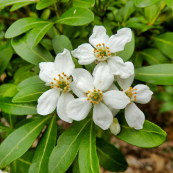 Choisya ternata ‘Greenfingers‘