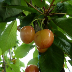 Prunus avium ‘Napoléon’