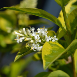 Ligustrum japonicum Excelsum Superbum - Troène du Japon panaché