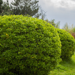 Euonymus japonicus