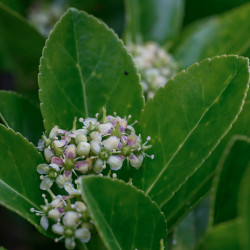 Euonymus japonicus