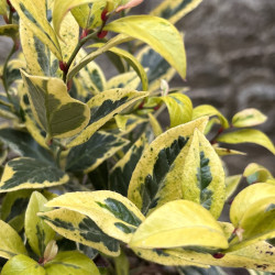 Leucothoe walteri ‘Firestar’