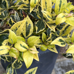 Leucothoe walteri ‘Firestar’