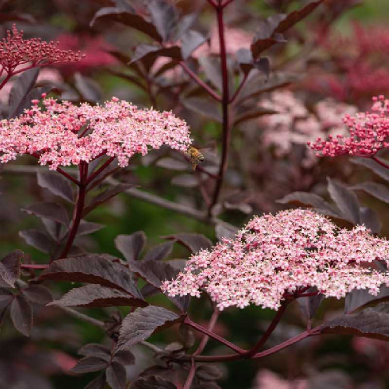 Sambucus nigra ‘Black beauty’ - Sureau noir