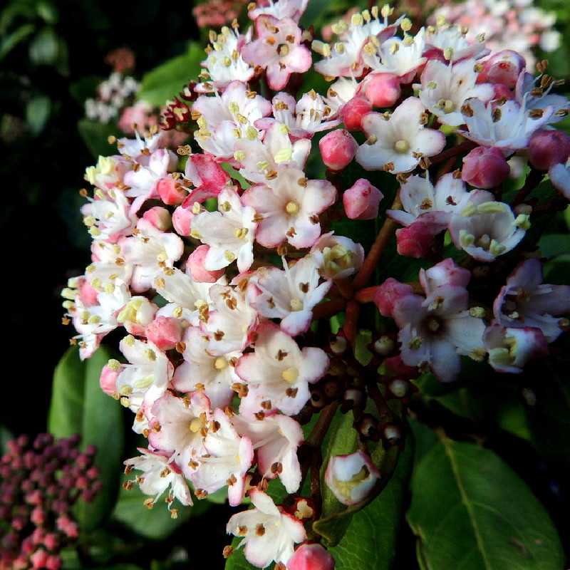 Viburnum tinus Eve Price