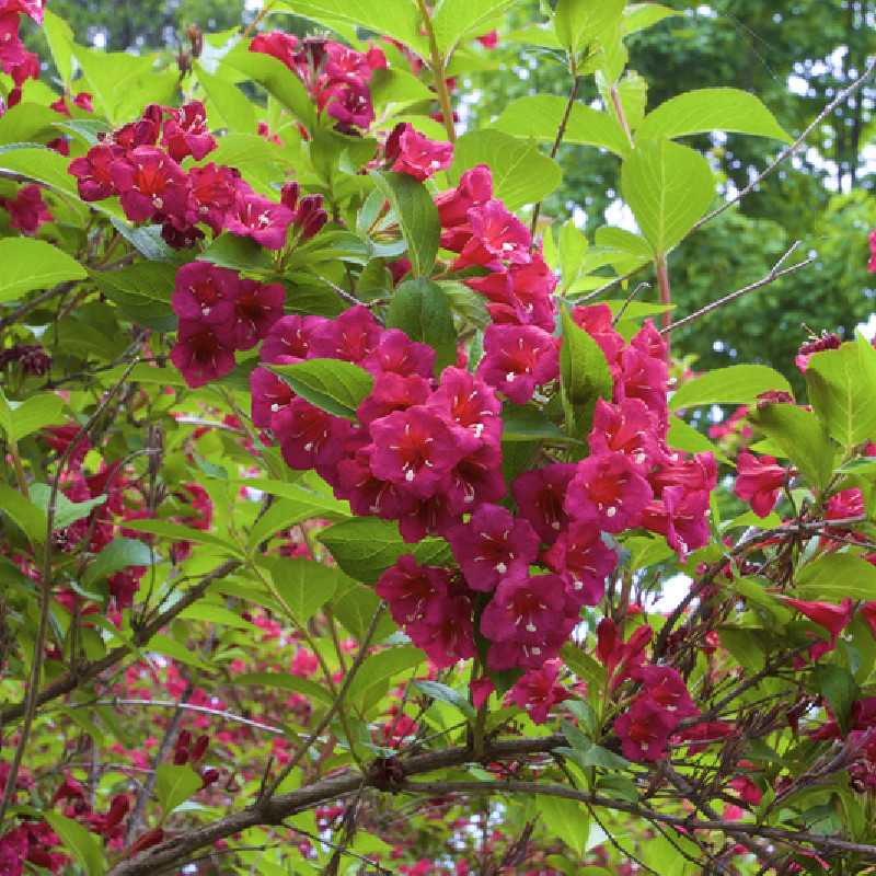 Weigela ‘Red Prince’