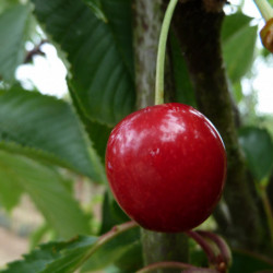 Prunus avium ‘Sunburst’