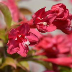 Weigela ‘Red Prince’