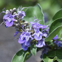 Vitex agnus-castus ‘Chicagoland Blues‘ - Daniel Searle